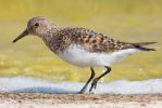 Sanderling1.jpg