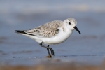 Sanderling2~0.jpg