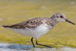 Sanderling3.jpg