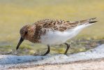 Sanderling~1.jpg