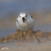 Sanderling~2.jpg