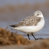 Sanderling~3.jpg