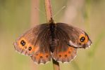 Scotch_Argus1.jpg