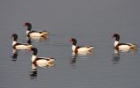 Shelduck.jpg