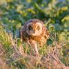 Short-eared_Owl.jpg