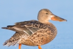 Shoveler_20120211_Toft-Newton_0001.jpg