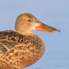 Shoveler_20120211_Toft-Newton_0001b.jpg