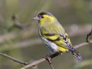 Siskin090221-224.jpg