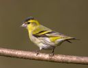 Siskin100411-6594.jpg