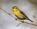 Siskin100411-6624.jpg