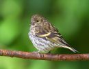 Siskin100815-9044.jpg