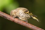 Siskin100815-9453.jpg