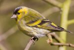 Siskin~1.jpg