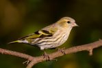 Siskin~2.jpg