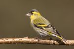 Siskin~3.jpg