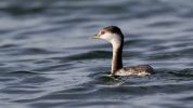 Slavonian_Grebe101002-2958.jpg