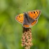 Small_Copper080531-6162.jpg