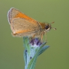 Small_Skipper1.jpg