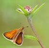 Small_Skipper100718-6557.jpg