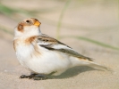 Snow-Bunting1.jpg