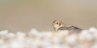 Snow-Bunting22222.jpg