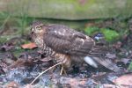 Sparrowhawk.jpg