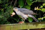 Sparrowhawk2.jpg