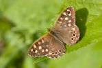 Speckled_Wood.jpg