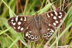 Speckled_Wood070627-01.jpg