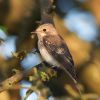 Spotted_Flycatcher101010-5417.jpg