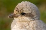 Steppe_Grey_Shrike1.jpg