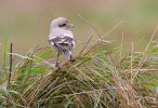 Steppe_Grey_Shrike2.jpg