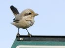 Steppe_Grey_Shrike2~0.jpg