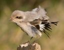 Steppe_Grey_Shrike2~1.jpg