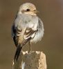 Steppe_Grey_Shrike3.jpg