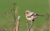 Steppe_Grey_Shrike~1.jpg