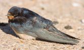 Swallow090920-140.jpg