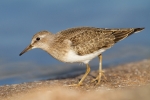 Temminck_s_Stint110816-2774.jpg