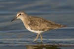 Temminck_s_Stint110816-3195.jpg