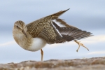 Temminck_s_Stint110816-3749.jpg