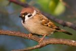 Tree_Sparrow.jpg