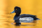 Tufted-Duck.jpg