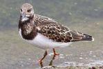 Turnstone.jpg