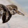 Turnstone080202-1005.jpg