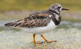 Turnstone2.jpg