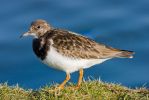 Turnstone~1.jpg