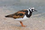 Turnstone~2.jpg