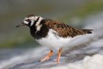 Turnstone~4.jpg