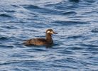 Velvet_Scoter091220-3501.jpg