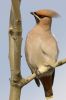 Waxwing090113-026.jpg